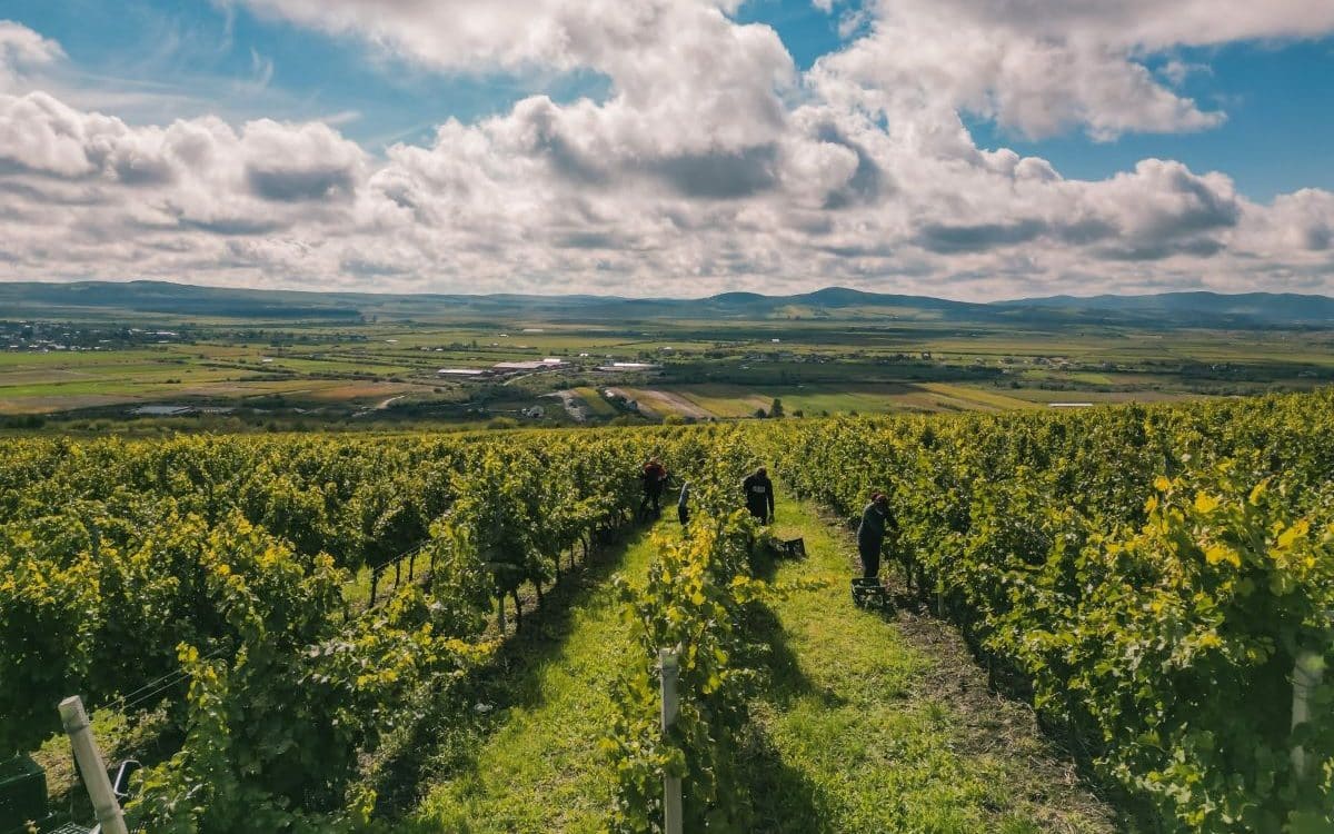 podgoria Cramei Jelna din Bistrița Năsăud. Crame cu cazare din România