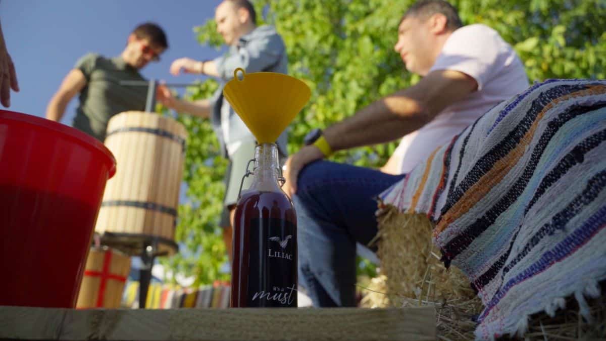 oameni culeg struguri in podgoria liliac