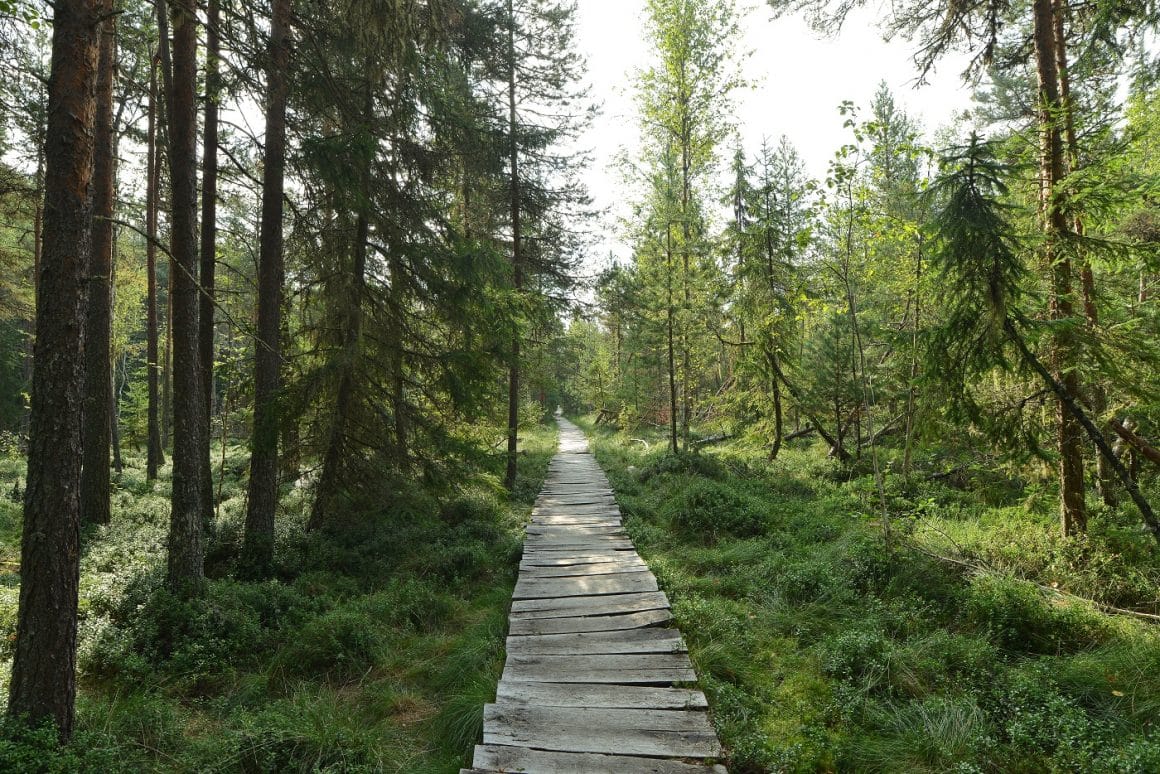 Rzervatia Tinovul Mare. Trasee de munte 