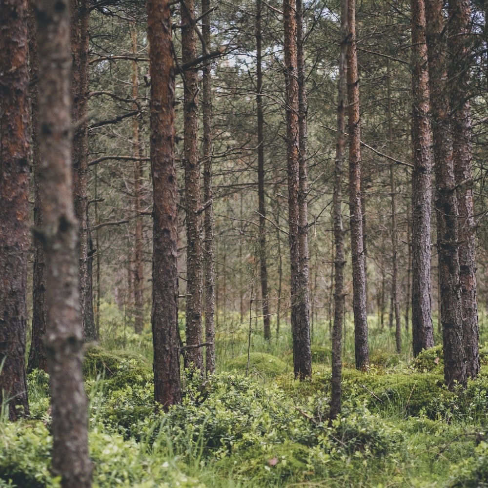 Padure plina de brazi