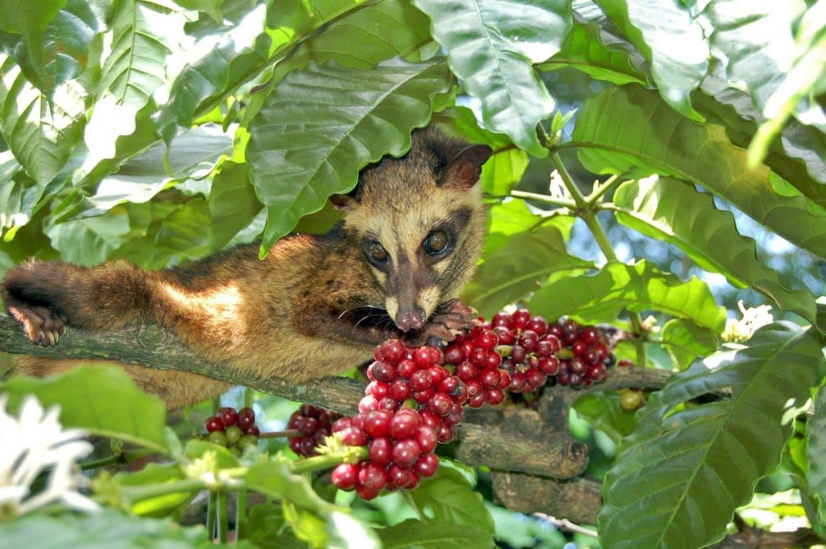 civete indoneziana mananca boabe de cafea din copac. Kopi Luwak, una din cele mai scumbe cafele din lume