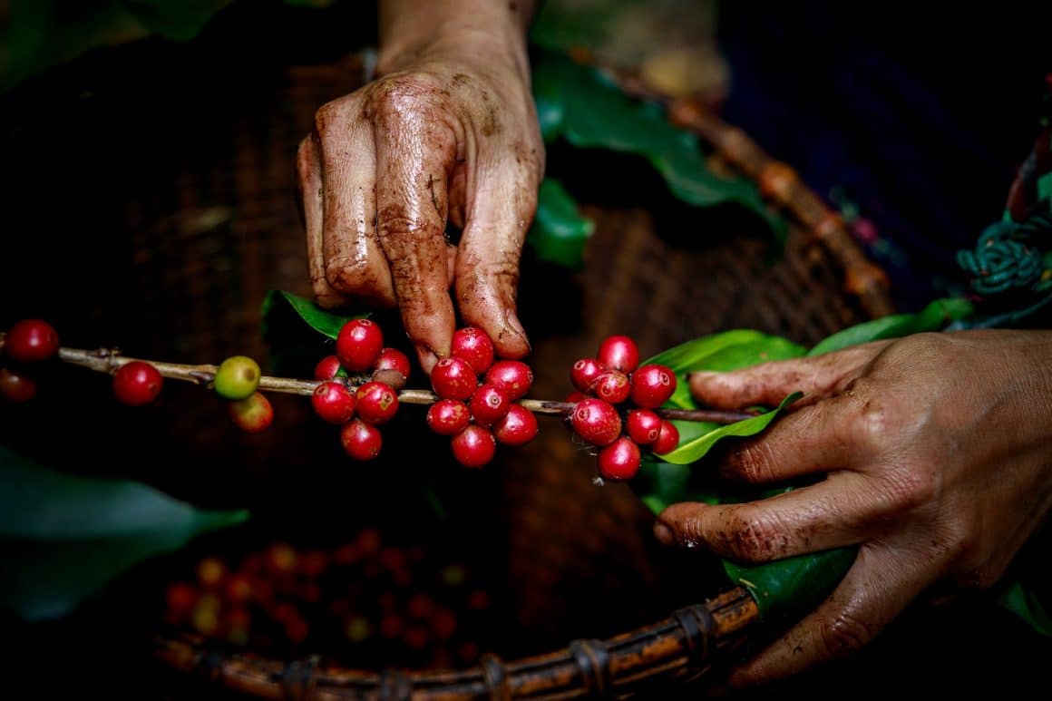Hand of female akha farmer tribe is harvesting ripe coffee beans from branch in plantation 100% organic farm in valley mountain in Thailand close up and selective focus shot. Cea mai scumpă cafea din lume