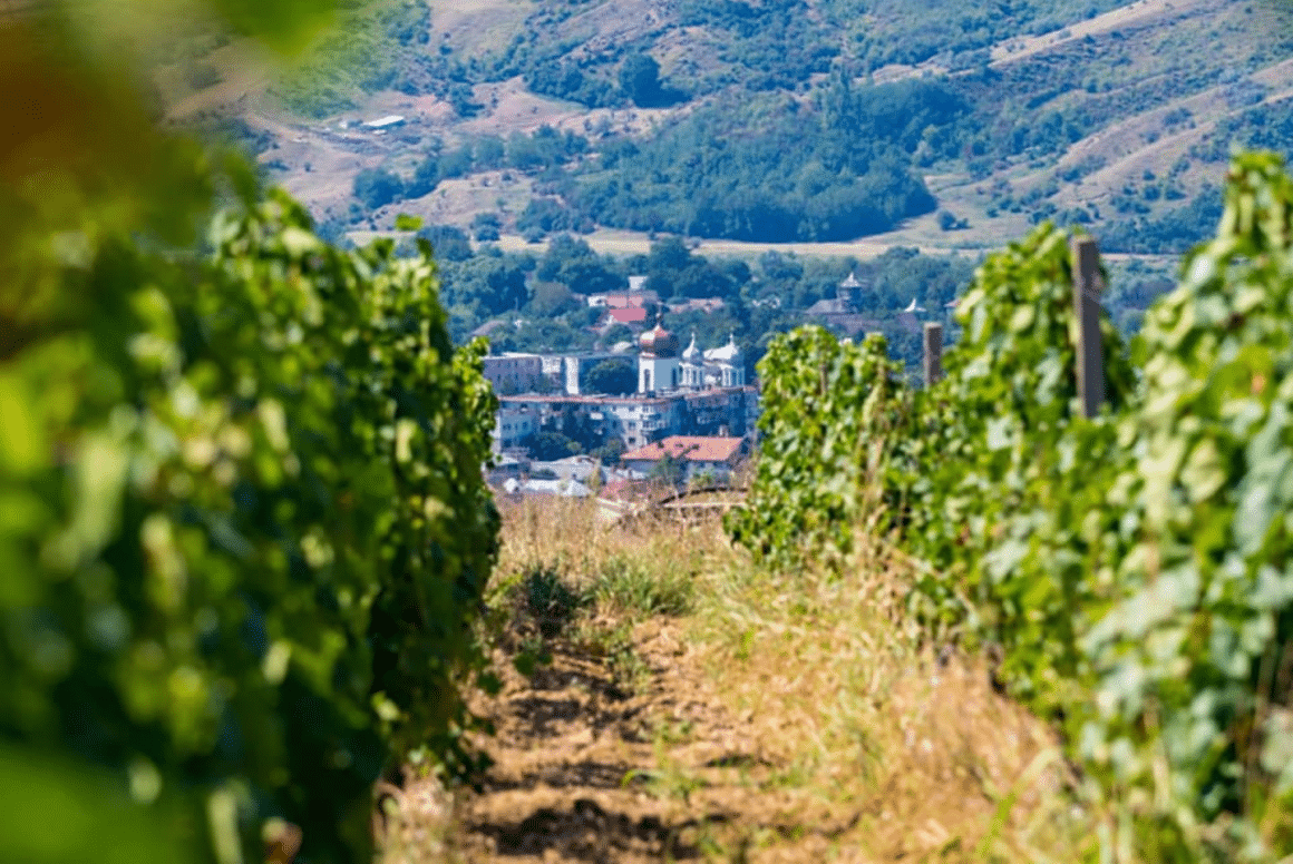 podgoria de la Crama Basilescu.  crame de pe Drumul Vinului