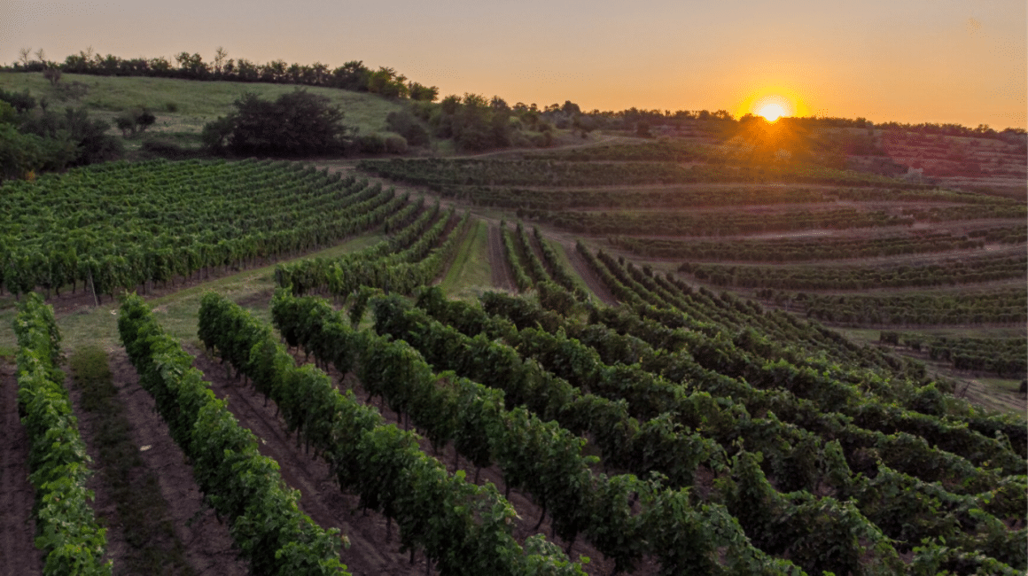 podgoria de la Crama Serve. Crame de pe Drumul Vinului