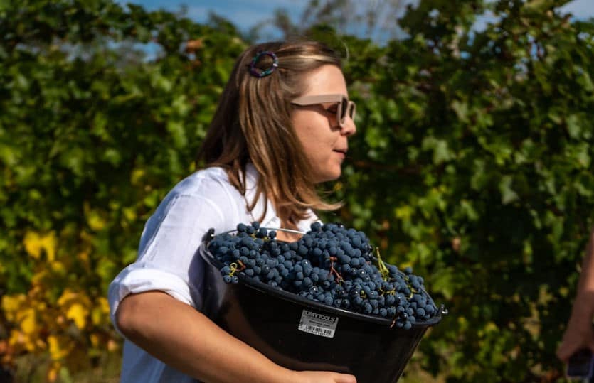 o femeie tanara cu ochelari de soare cara o galeata plina de stuguri printre rândurile de vie, pe drumul vinului