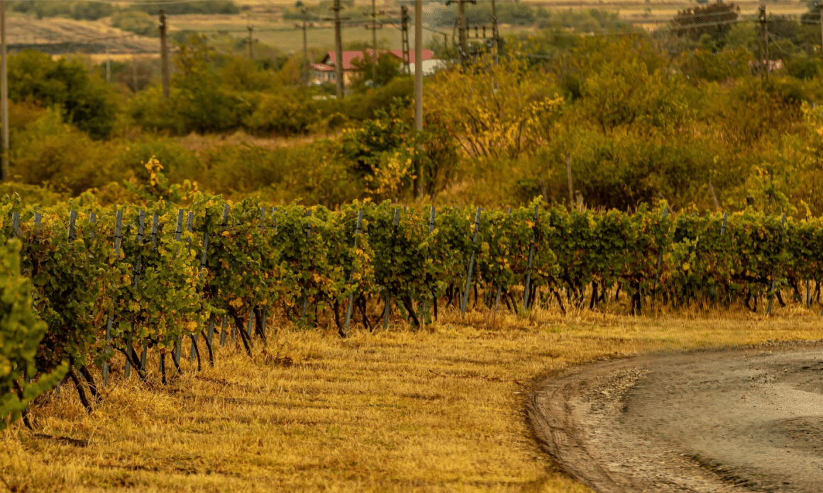 podgoria de la Domeniile Urlați. Crame de pe Drumul Vinului