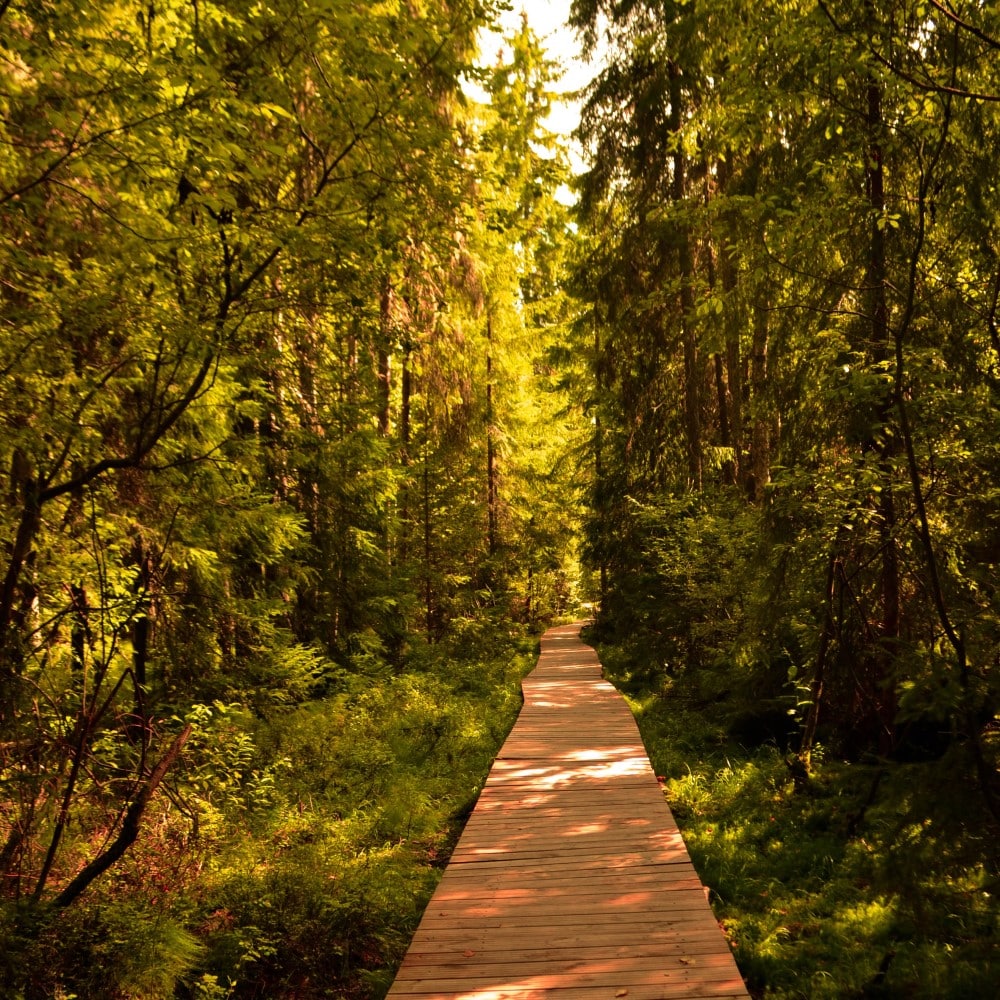poteca de lemn care traverseaza padure la Tinovul Mare
