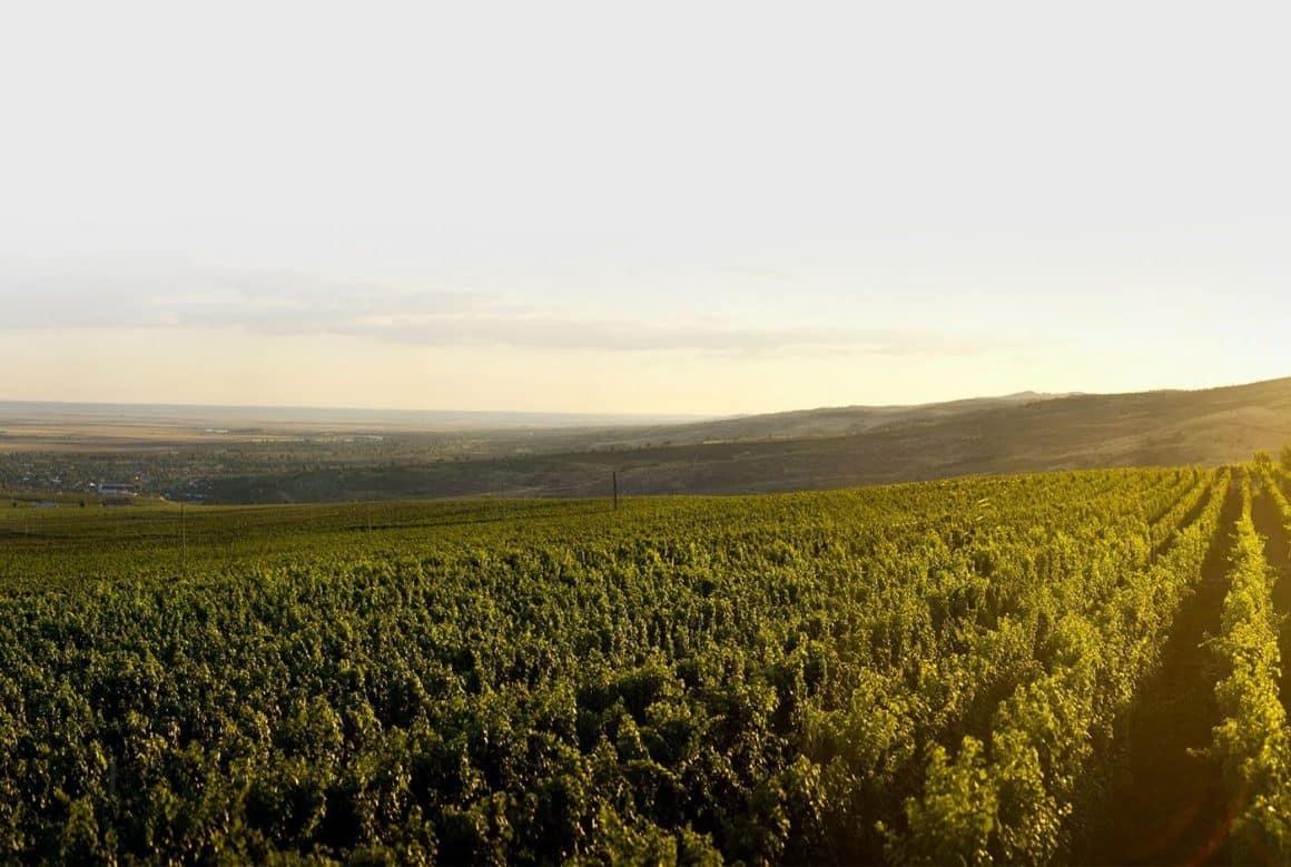 podgoria Budureasca. Crame de pe Drumul Vinului