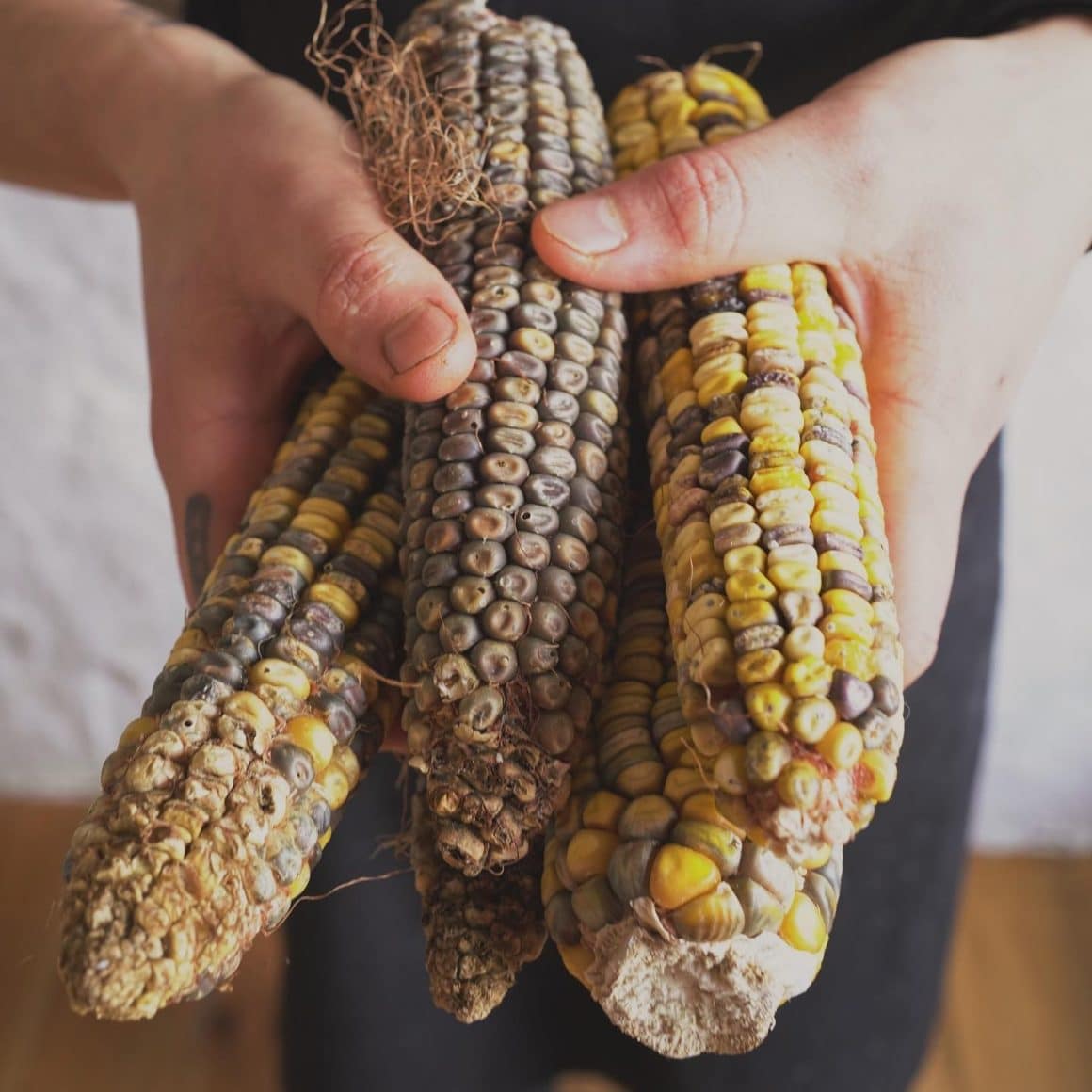 porumb nixtamalizat pentru tacos, de la MAT