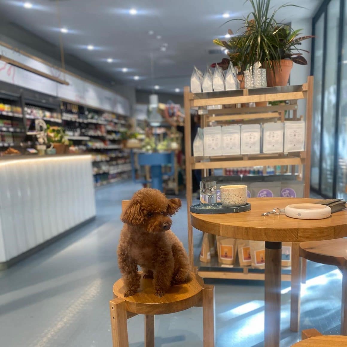 imagine din Ototo Store Amzei