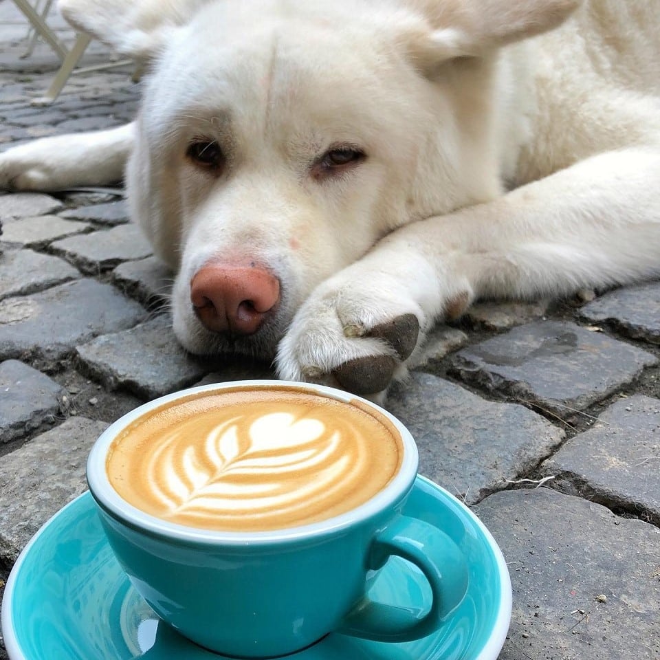 un golden retriever sta tolenit si are la bot o ceasca albastra cu cafea