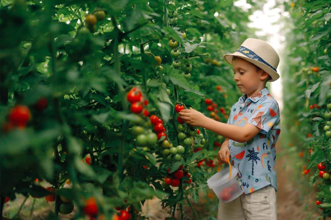un băiețel culege roșii dintr-o seră