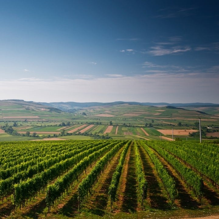 podgoria de vie de la Villa Vinea