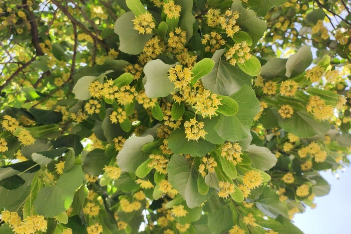 flori de tei in copac